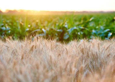 FBN and ADM forge new company to advance sustainability in grain supply chain