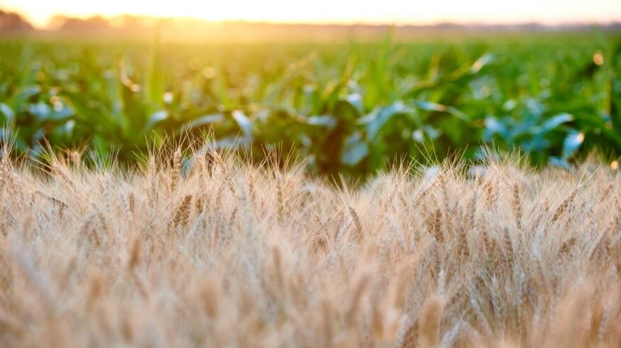 FBN and ADM forge new company to advance sustainability in grain supply chain