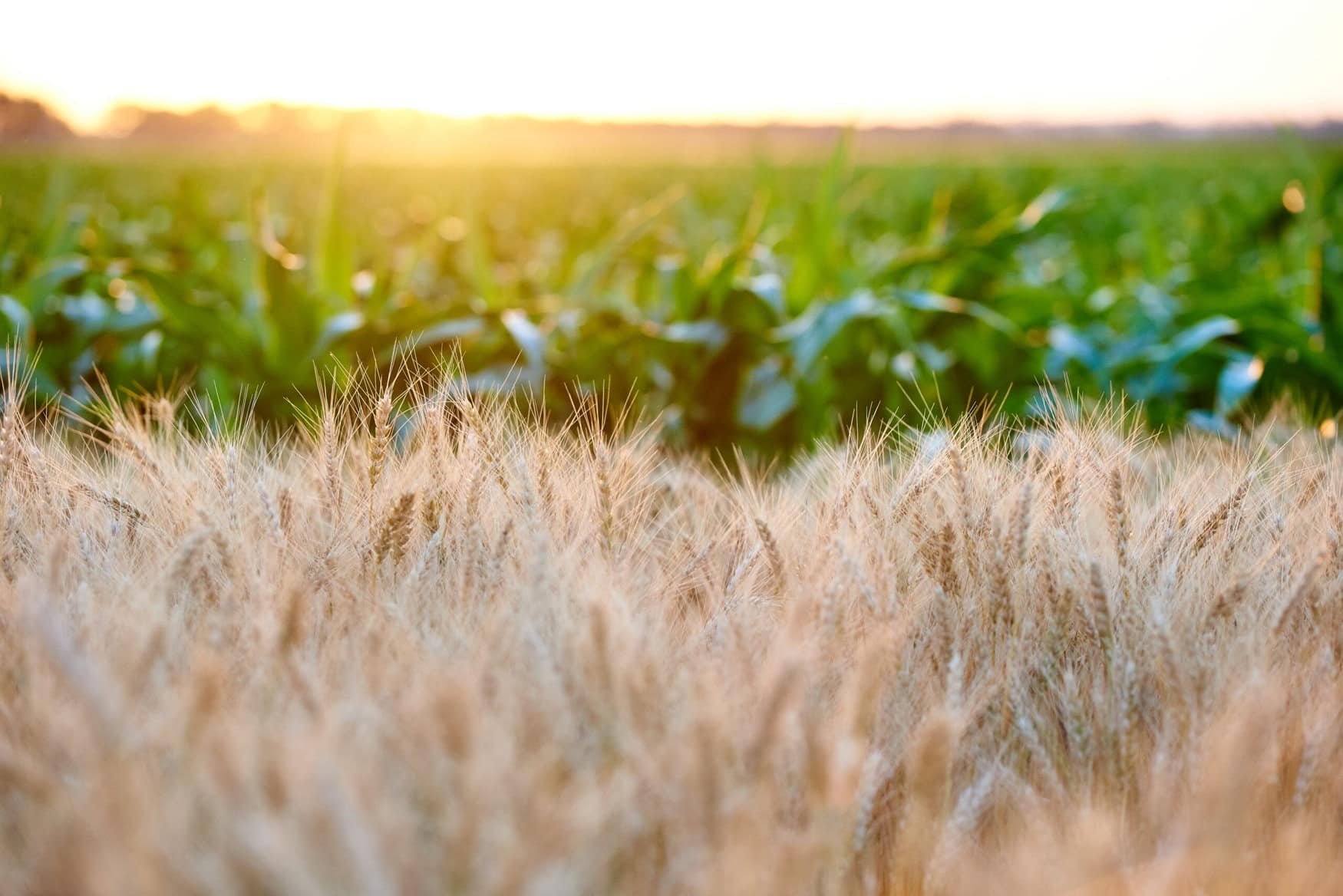 FBN and ADM forge new company to advance sustainability in grain supply chain