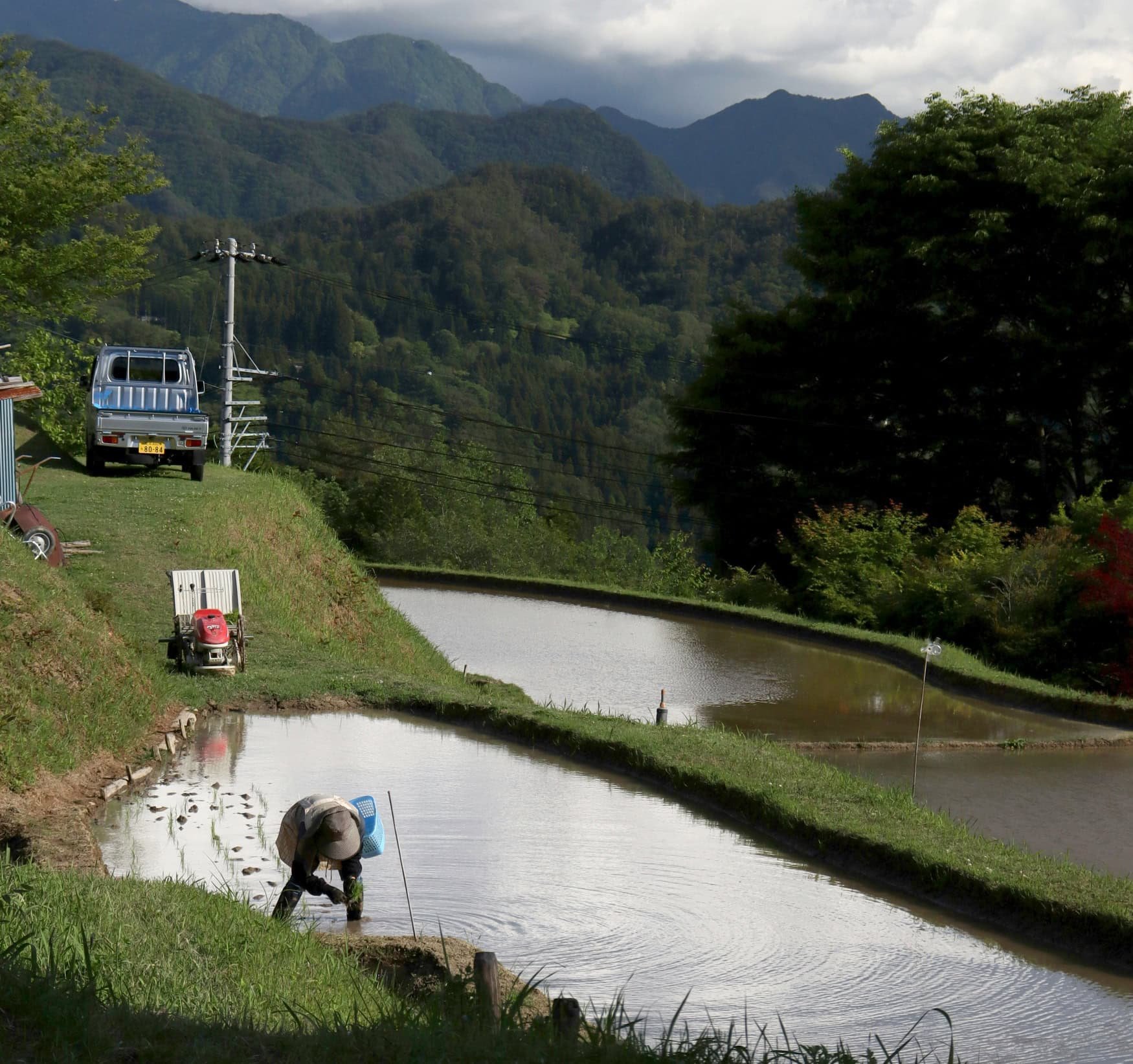 Japan’s rice industry faces challenges amid shortages and rising costs