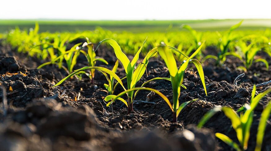 Soil health is key to capturing returns in regenerative agriculture