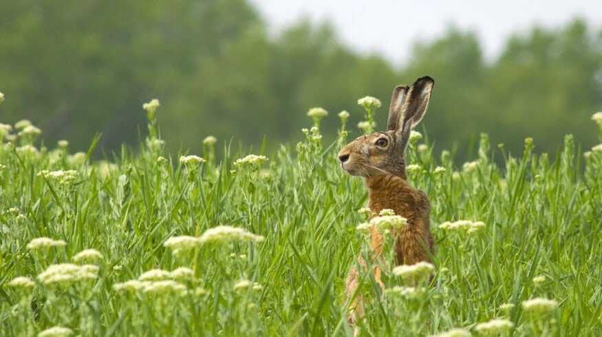 England’s wildlife flourishes under nature-friendly farming initiatives