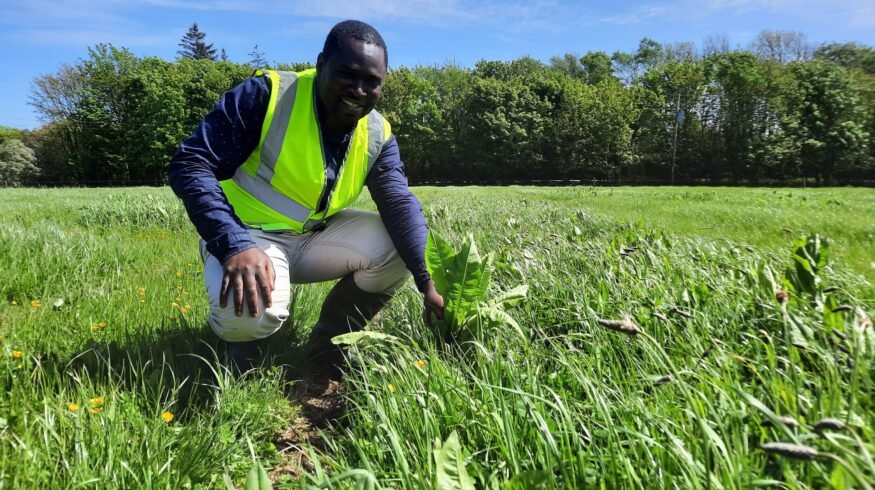 Diversified swards outperform microbial fertilizers in boosting grassland yields