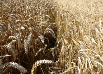 Gene-edited crops set for groundbreaking European trials