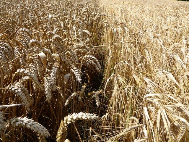 Gene-edited crops set for groundbreaking European trials