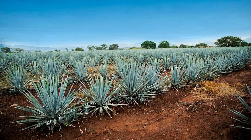 California farmers adapt to drought with agave cultivation