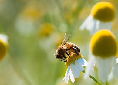 Organic farming enhances biodiversity — study