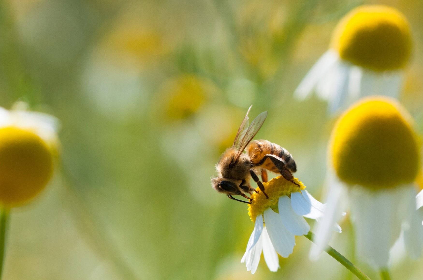 Organic farming enhances biodiversity — study