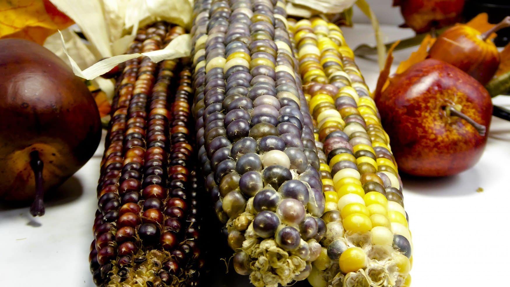 Farmers turn to ancient Olotón corn crop as a solution to modern farming challenges