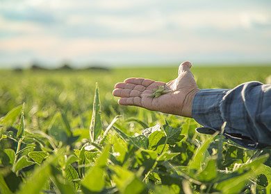 University of Illinois study questions nitrogen use in soybean farming
