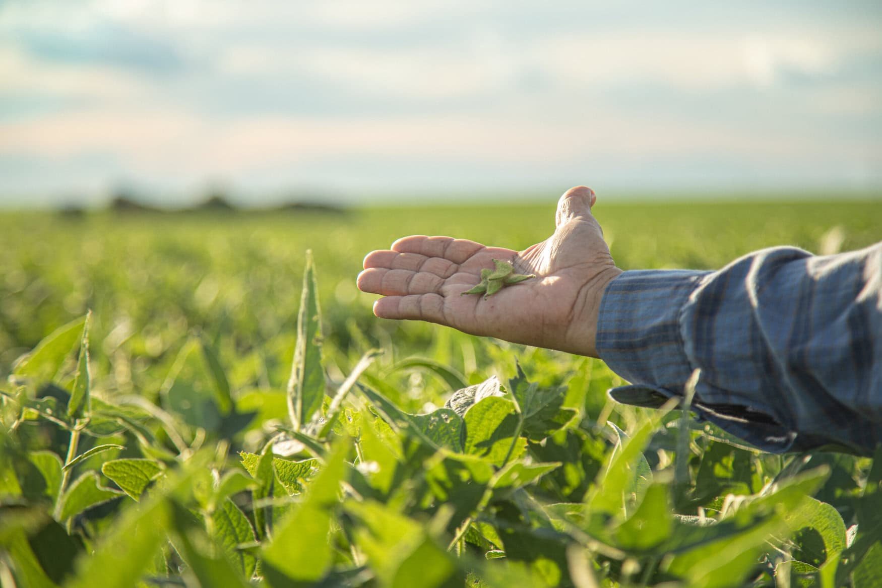 University of Illinois study questions nitrogen use in soybean farming