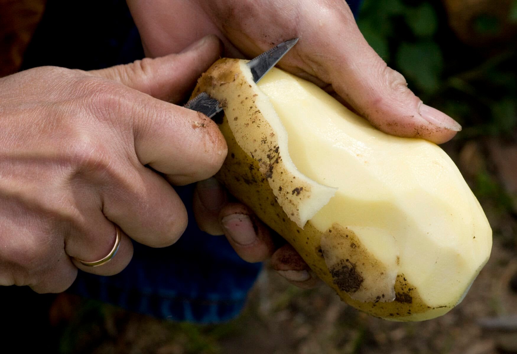 10 tips for growing potatoes in a small garden