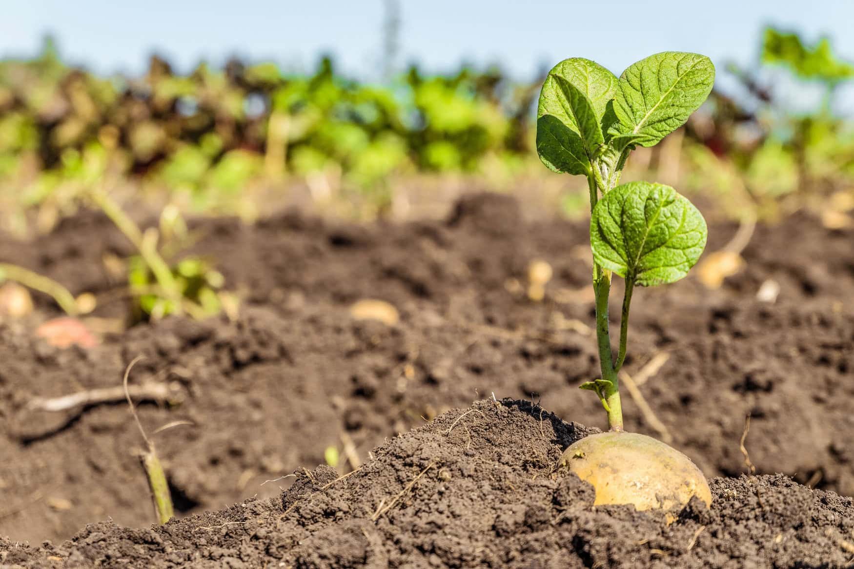 New research explores the impact of silver nanoparticles on potato nutrition
