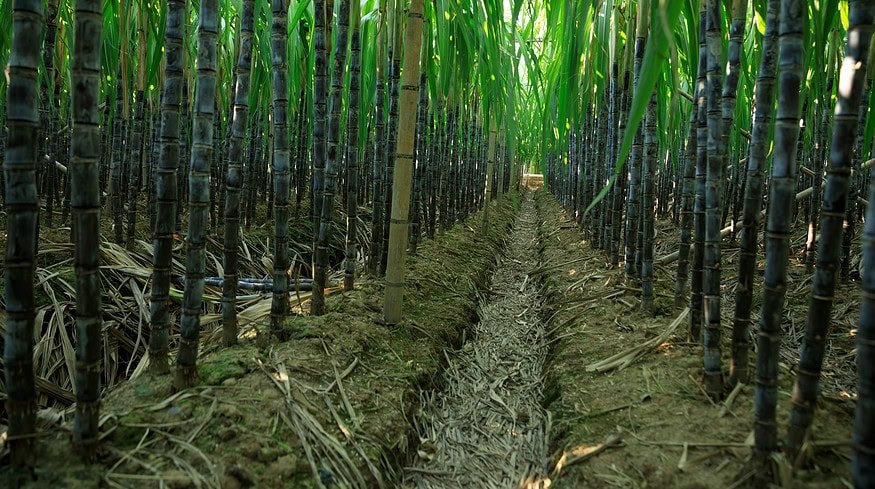China’s sugar industry has potential for greenhouse gas reduction and economic growth