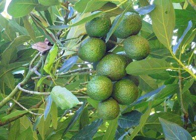 Burundi’s avocado farmers gain ground in global markets