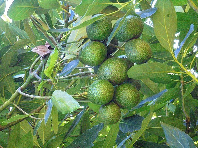 Burundi’s avocado farmers gain ground in global markets