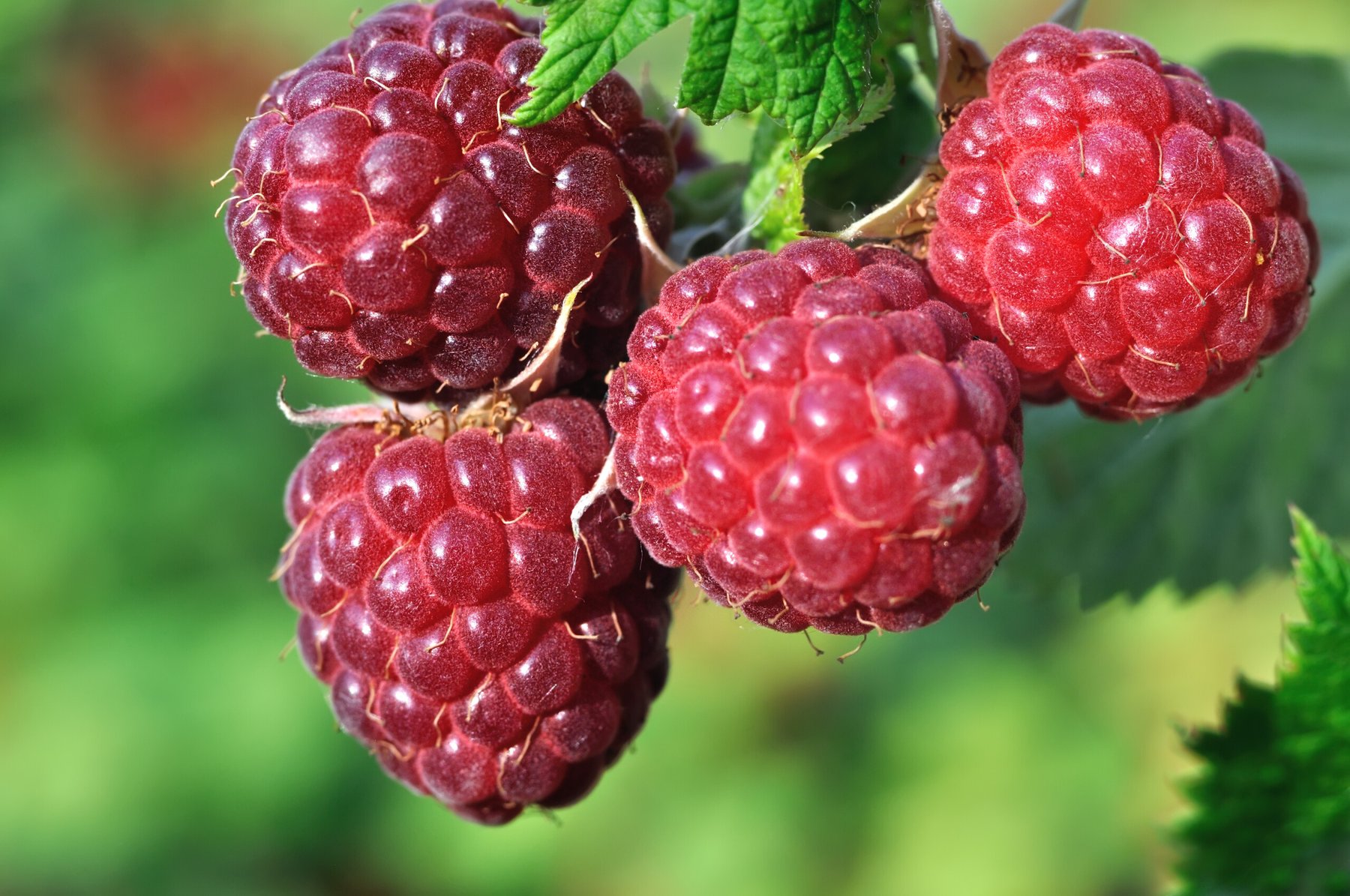 UK raspberry growers face mounting challenges as climate shifts and costs soar