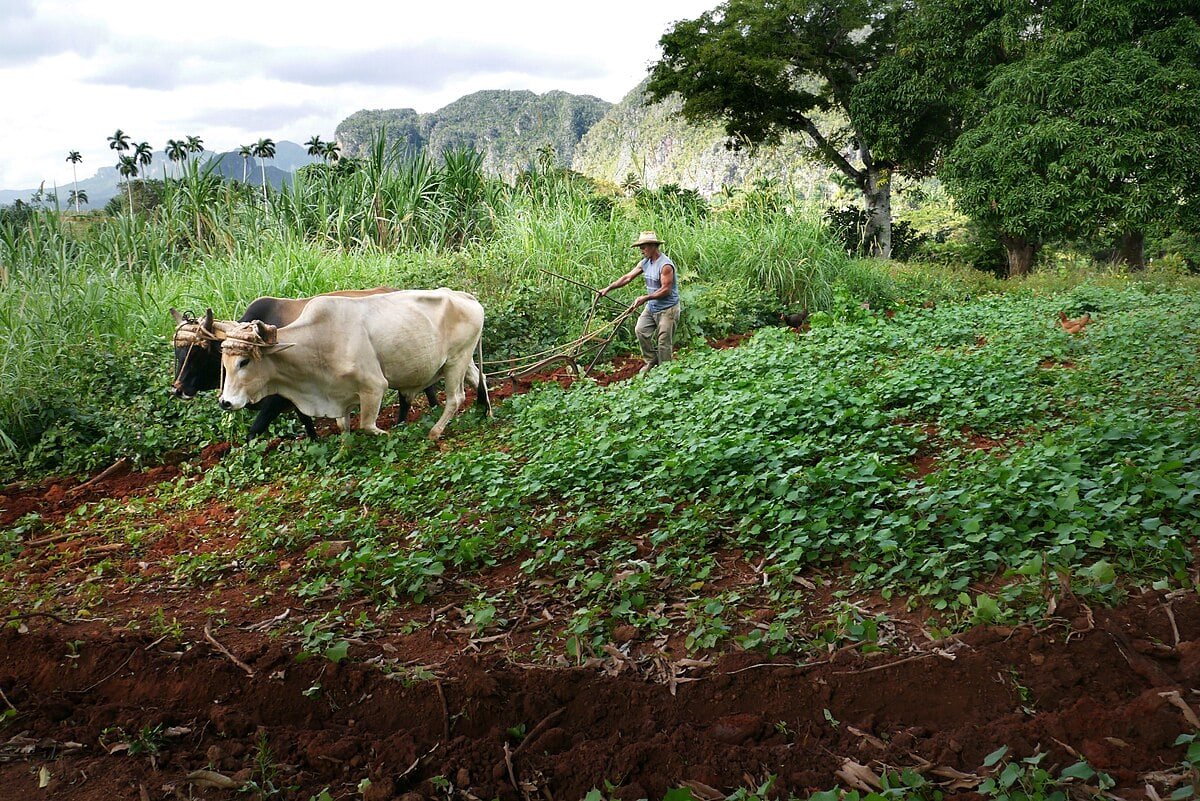 Cuba taps Vietnam’s expertise to strengthen food supply chain