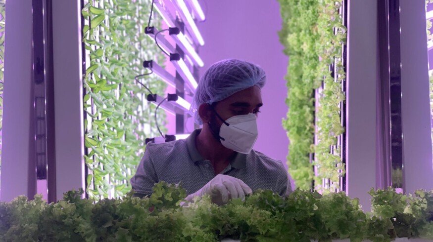 Revolutionizing agriculture: AI-driven hydroponic farming achieves major milestones in sustainability
