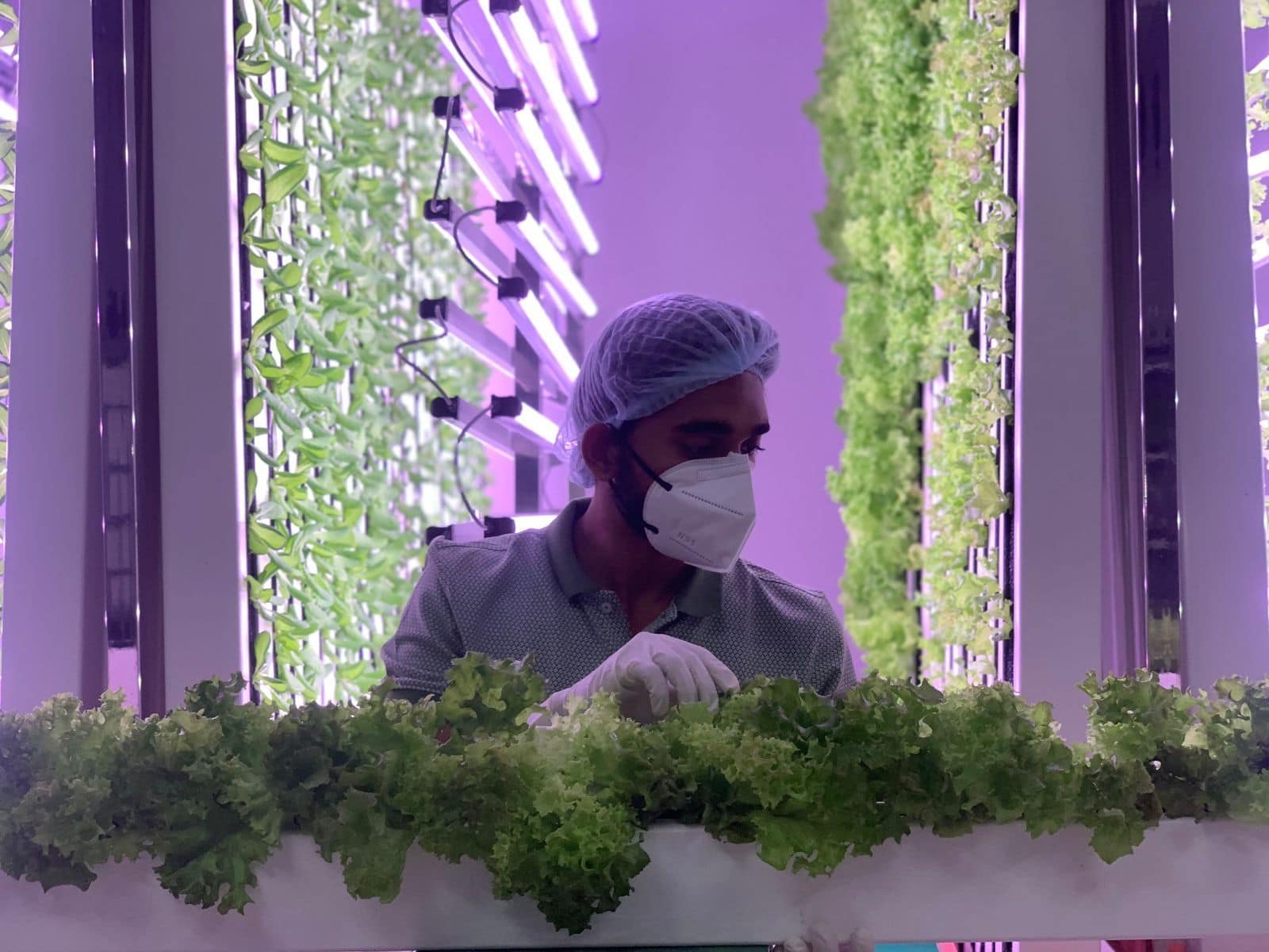 Revolutionizing agriculture: AI-driven hydroponic farming achieves major milestones in sustainability