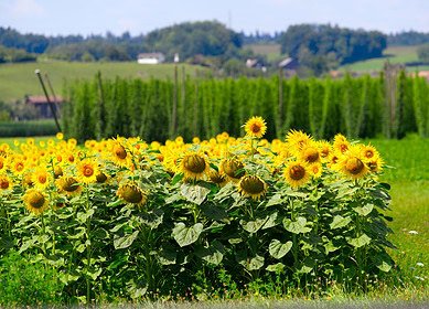 Swedish startup Cropcision introduces plastic-free fertilizers for sustainable sunflower production