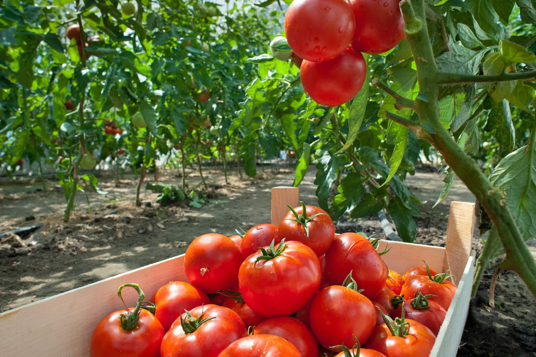 Researchers discover key to improved crop performance with microbial biofertilizers and algae-based biostimulants