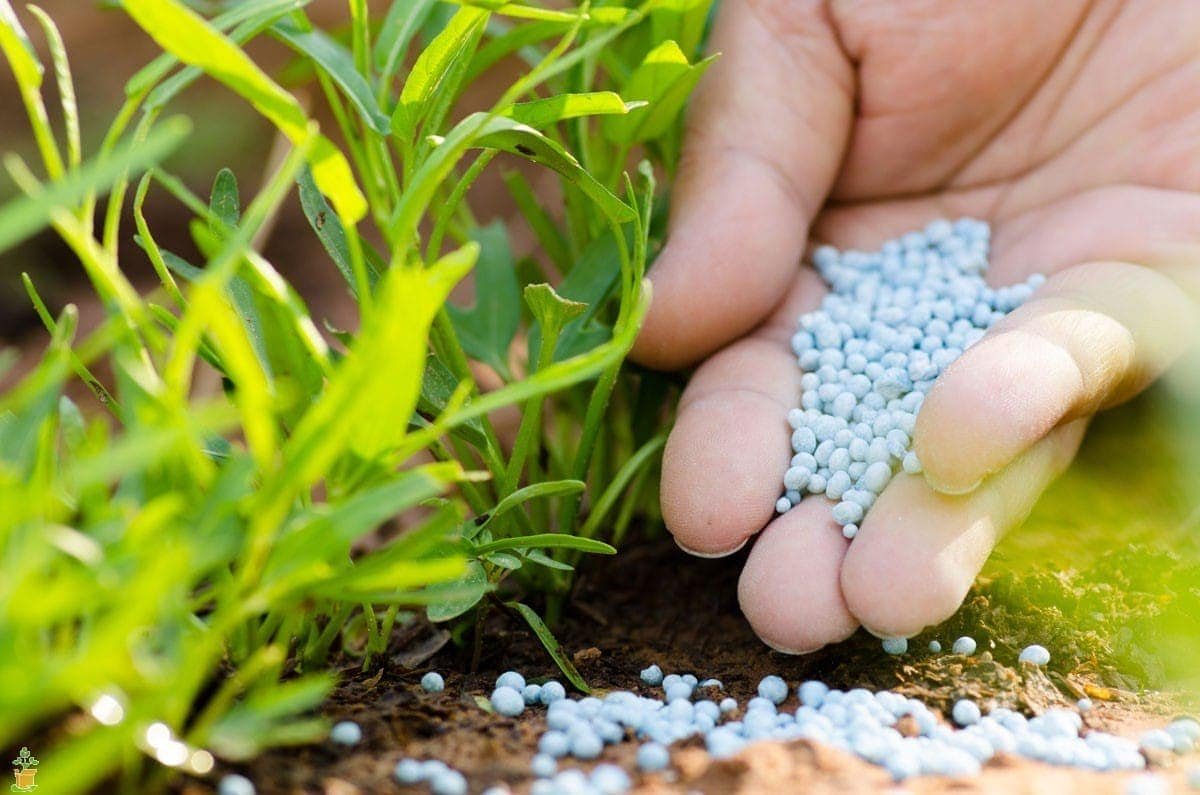 Nitrogen fertilizer ranking