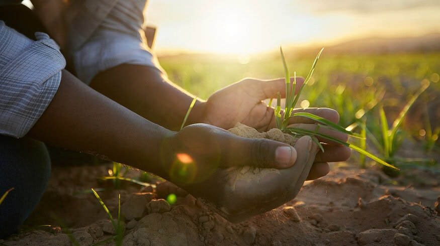 South African agriculture sees uptick in optimism amid energy stability and lower costs