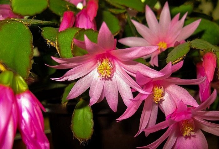 Schlumbergera: How to grow and care for this Christmas cactus at home?