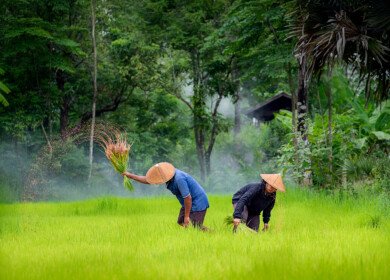 Indonesian Farmer Card program may not be working well according to some political candidates