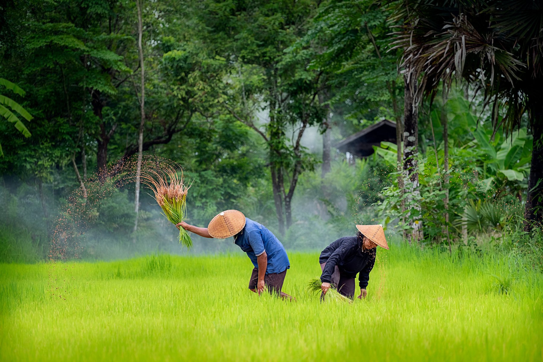 Indonesian Farmer Card program may not be working well according to some political candidates