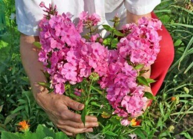 How to care for phloxes in your garden