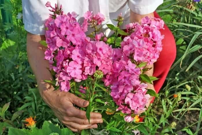 How to care for phloxes in your garden