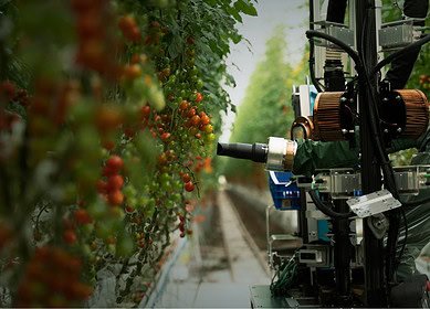 Four Growers develops robots to address greenhouse labor shortages