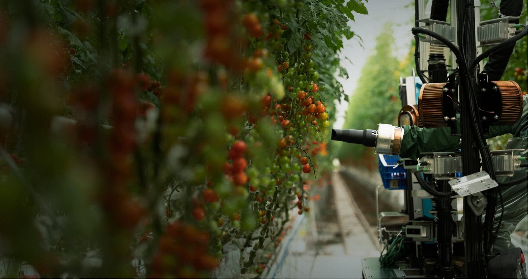 Four Growers develops robots to address greenhouse labor shortages