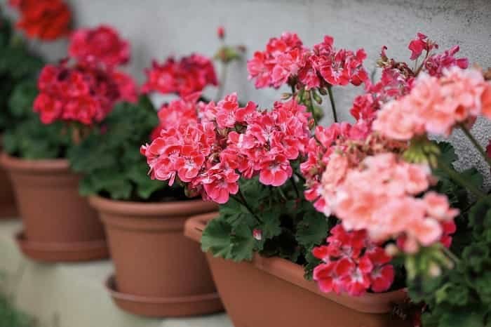 How to fertilize geranium for abundant flowering and growth?