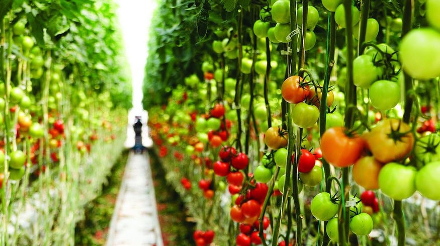 Bayer and Orbia Netafim launch new digital farming platform while Dhanuka Agritech strengthens crop protection portfolio