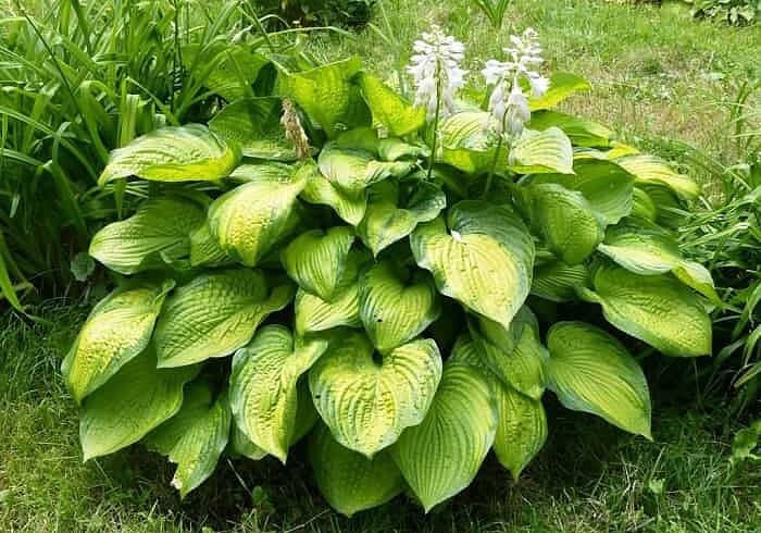 Essential tips for growing and fertilizing your Hosta plant
