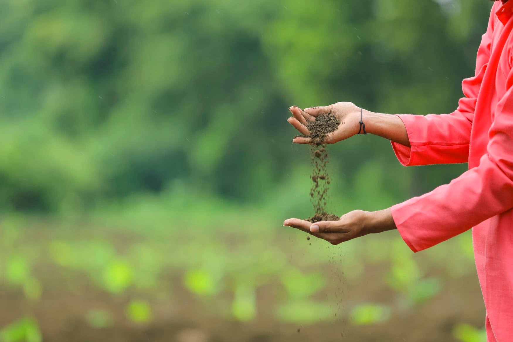 India’s US$20-billion fertilizer subsidies inadvertently encourages overuse of fertilizers