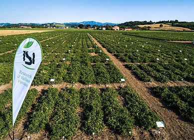 Mitsui expands global seed portfolio with acquisition of ISI Sementi