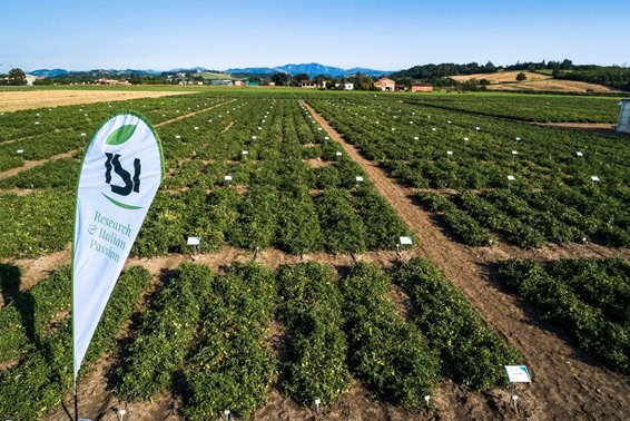 Mitsui expands global seed portfolio with acquisition of ISI Sementi