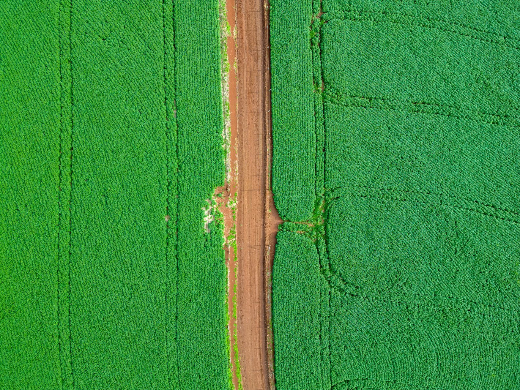 Cromai unveils app for enhanced weed monitoring in Brazil