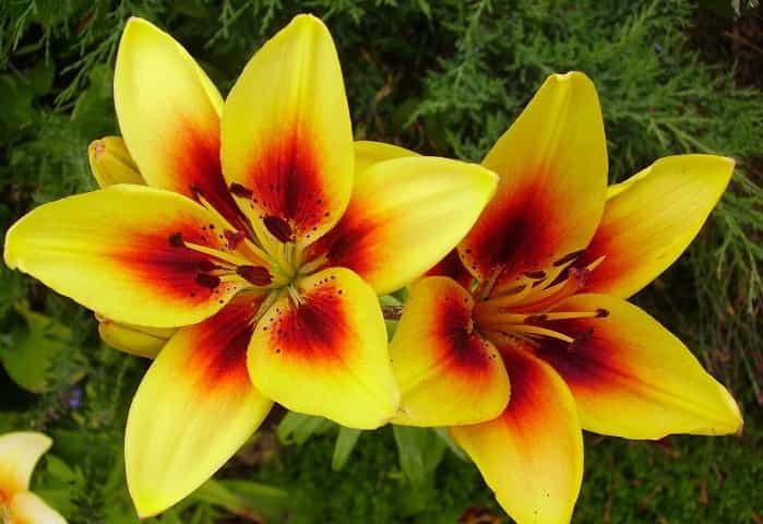 How to properly fertilize lilies in spring and summer