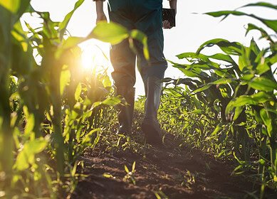How to improve soil health through organic methods that align with regenerative farming principles?