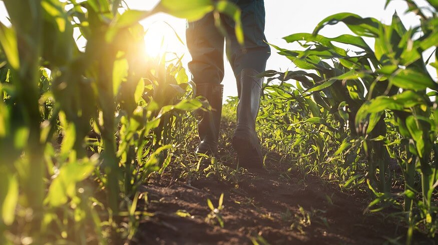 How to improve soil health through organic methods that align with regenerative farming principles?