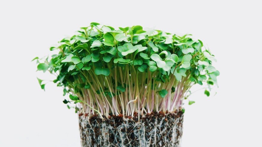 How to grow microgreens at home