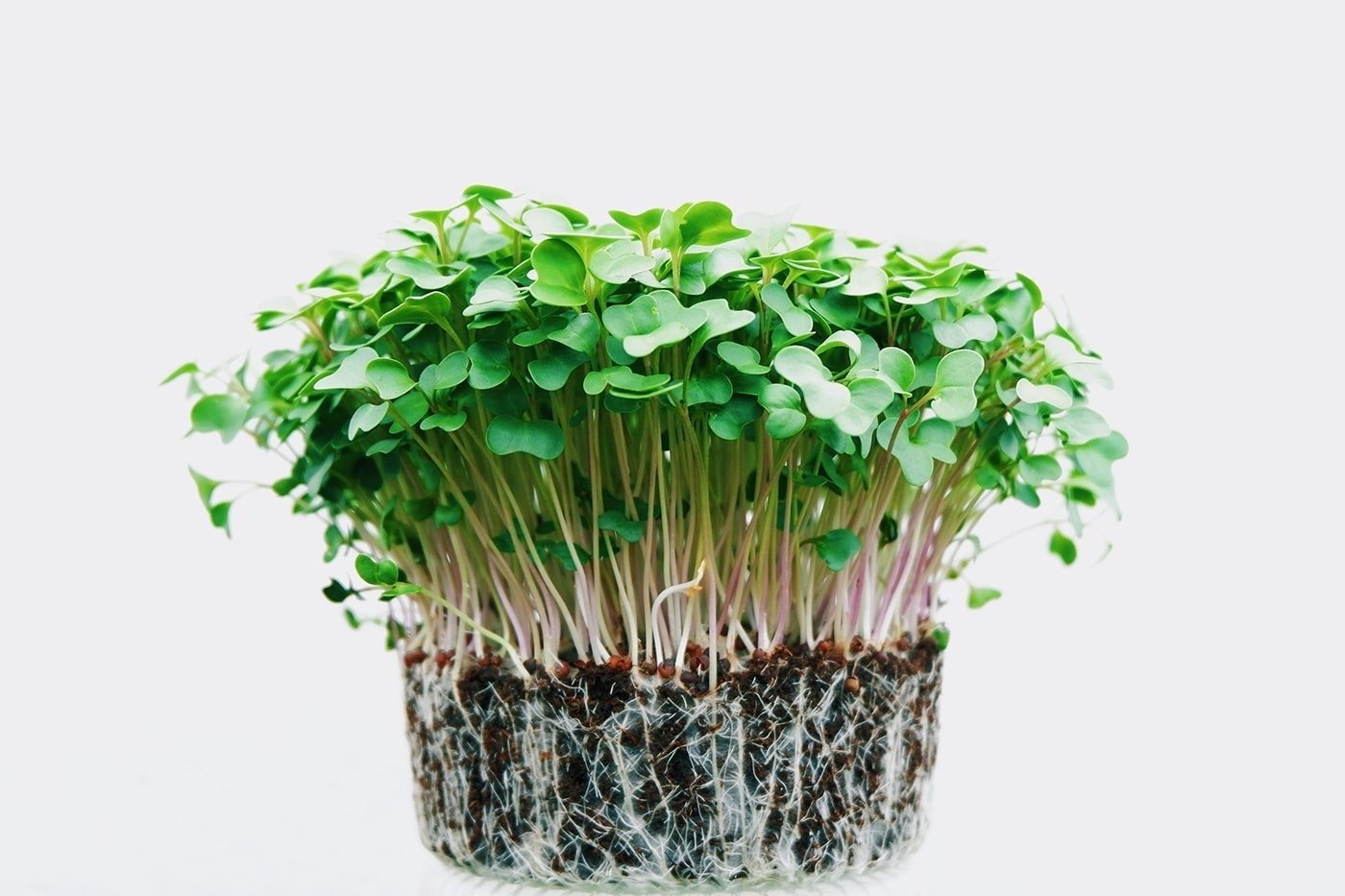 How to grow microgreens at home