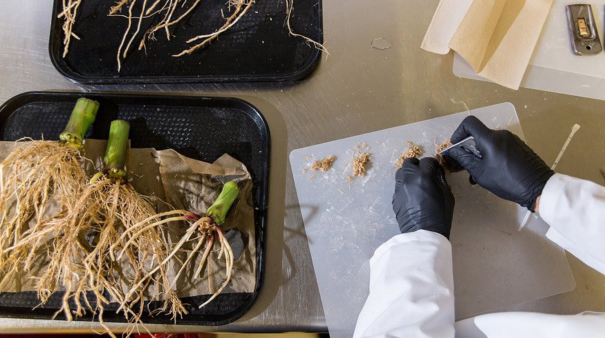 Breakthrough research on gene-edited microbes offers new nitrogen source for farmers