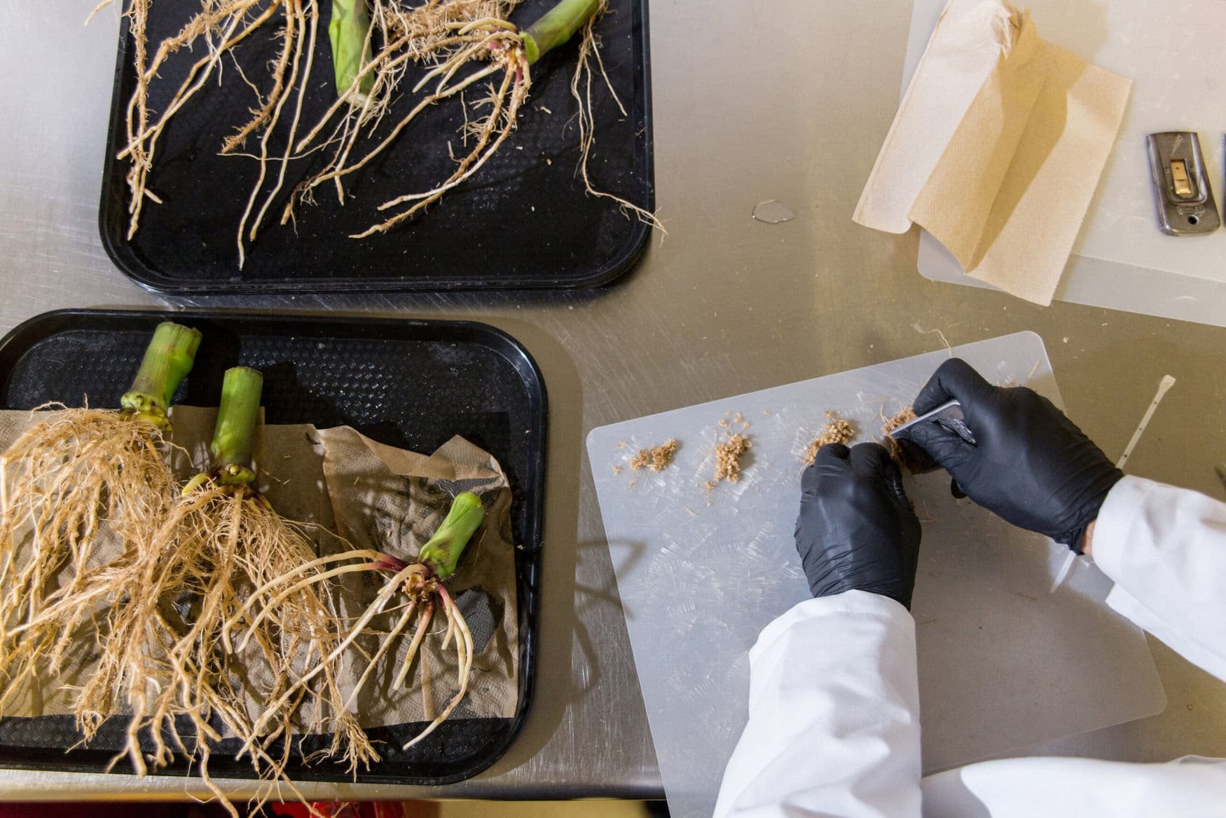 Breakthrough research on gene-edited microbes offers new nitrogen source for farmers