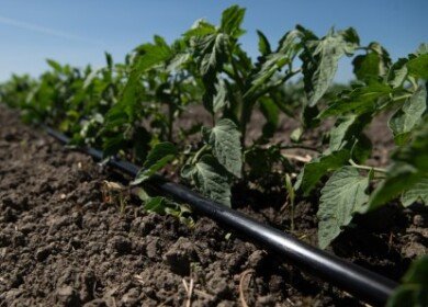 Rivulis’ new drip line offers promise for high-yield crops on difficult landscapes